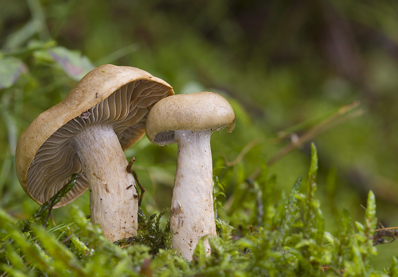 Cortinarius subtortus